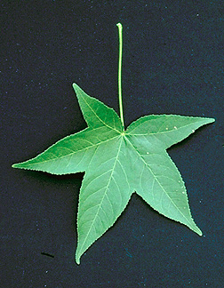 معرفی و راهنمای پرورش درختان زینتی - عنبرالسائل